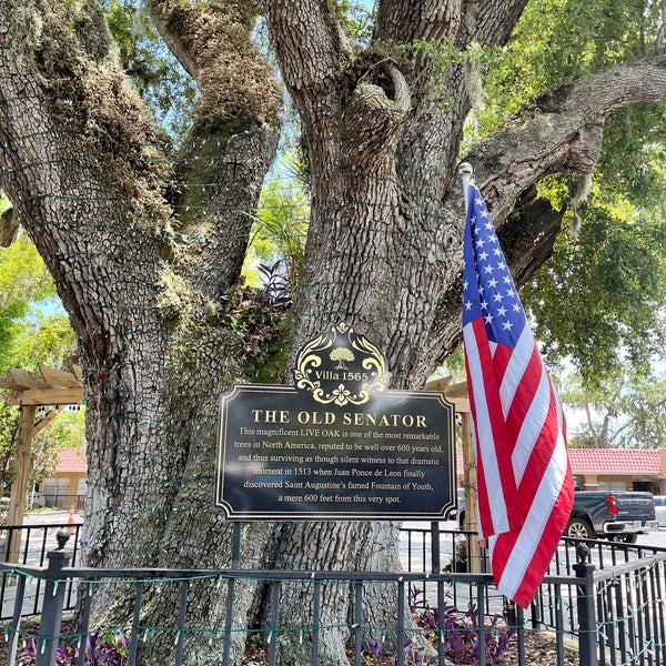 The Old Senator Tree