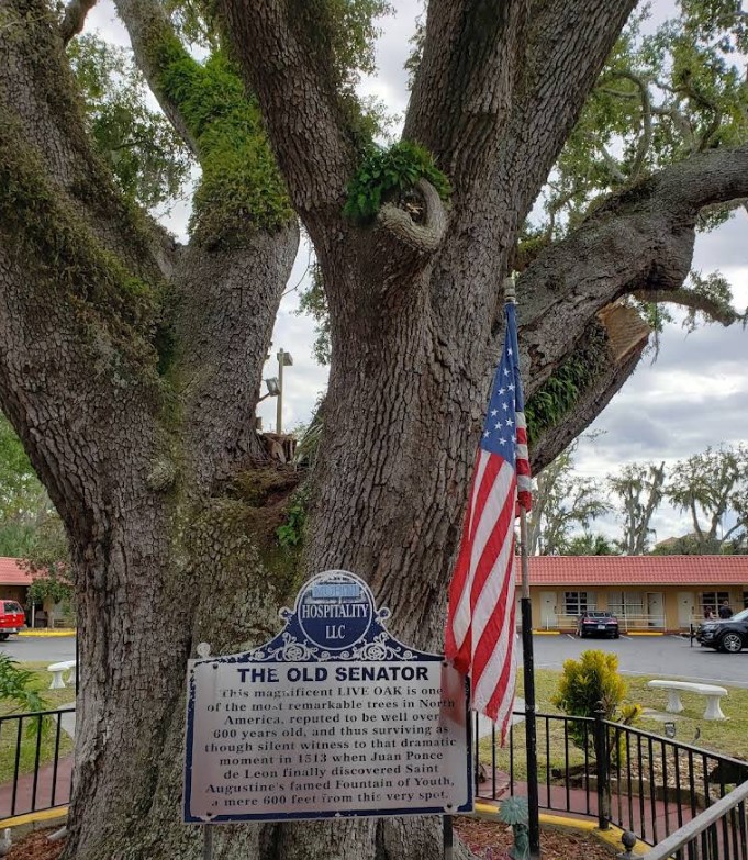 The Old Senator Tree