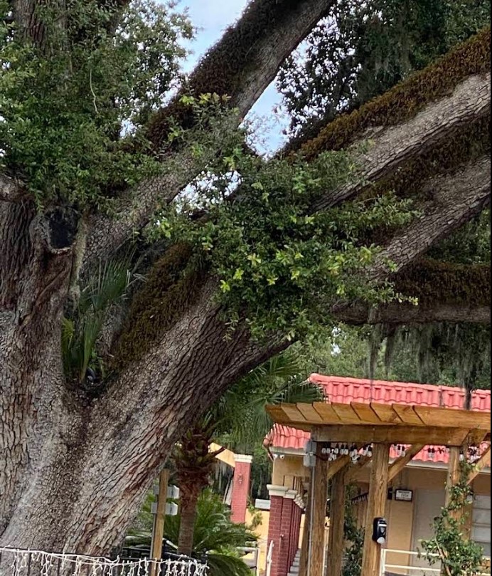 The Old Senator Tree and Howard Johnson Hotel